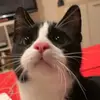 𝓒𝓱𝓸𝓹𝓹𝓮𝓻💜🐈‍⬛ - @chopperkara - TikTok