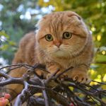From Kara House Cattery - @karahouse_cattery - Instagram