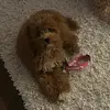 Its_Dolly - @kara.lancaster3 - TikTok