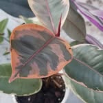 Kara Merchant - @humbledrootsplantthearpy - Instagram
