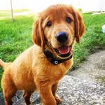Kara Merchant - @huxleythegoldenpup - Instagram