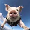 Kara_Minor - @kara_minor - TikTok