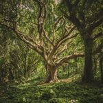 Kara Moses - @rewildeverything - Instagram