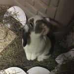 Kara Mott - @karas12bunnies - Instagram