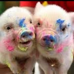 🐷kara🐷 - @karamount2006 - Instagram