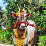 @mandya_kara_nagya_37_ - Instagram