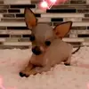 Kara Ortiz - @texaschihuahuacharms - TikTok