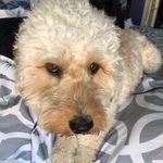Kara Riddle Lauck - @charley_lauck - Instagram