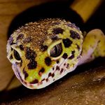 Kara Rowe - @snake_gecko66 - Instagram