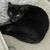 BakingKitty - @kararoy76 - TikTok