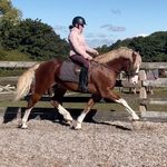 @kara_roylance_equestrian - Instagram