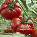 Karasaban Dogal Tohum - @karasaban_dogal_tohum - Instagram