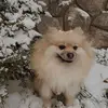 Карамелька - @karamelka.spitz - TikTok