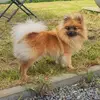 KaramelSpitz - @karamelspitz - TikTok