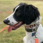 Kara - @kara_springer_spaniel - Instagram