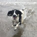Kara The Springer Spaniel - @kara_spaniel_private - Instagram