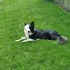 Kara Rumbo - @allaboutcollies - TikTok