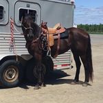 Kara Upton - @ku_equinereflectionspemf - Instagram