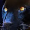 Kareem Adams - @kareem.adams7 - TikTok