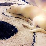 kareem morrissey - @kareemmorrissey - Instagram