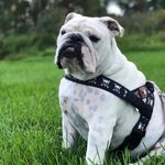 Karen S Abate - @bulldogenglishbentley - Instagram