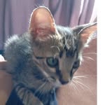 Karen Anselmo - @karen_anselmo67 - Instagram