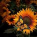 Karen Appleton - Facebook