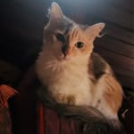 Karen Asper-Jeglin - @witchybast - Instagram