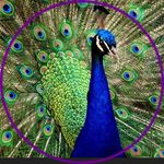 Karen Ballinger - @kazza579 - Instagram