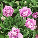 Karen Gammon Barnack - @kbarnack - Instagram