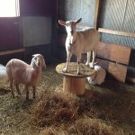 Karen Bickers - @kdslittlefarm - Instagram