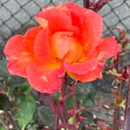 Karen Bloomquist - Facebook