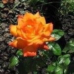 Karen Thorpe-Breuer - @kariekins2020 - Instagram