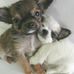 Karen Brosius - Facebook