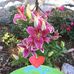 Karen Brosius - Facebook