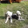 karenbutton44 - @karenbutton44 - TikTok
