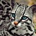 Karen Callanan - Facebook