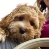 Karen Cappello Medeiros - @dogge_luver - TikTok