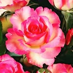 Karen Cobble Cheney - @karencobble - Instagram