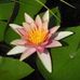 Karen Creswick - Facebook