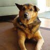 Karen Cusack - @corralesdog - Instagram