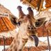 Karen Dechant - Facebook