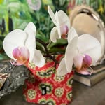 Karen DeGroot - @karendegroot62 - Instagram