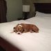 Karen Dittmar - Facebook