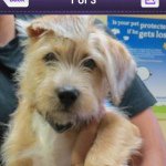 Karen Drees - @dinodog003 - Instagram