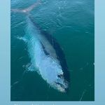 Karen eilers - @buckyeilers1 - Instagram