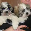 Karen Gallivan - @karen.gallivan - TikTok