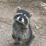 Karen Garside - @meowstaff2 - Instagram