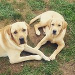 karen and gideon and skye - @karen.and.gideon.and.skye - Instagram