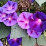 Karen Flynn-Halterman - @karen_halterman - Instagram